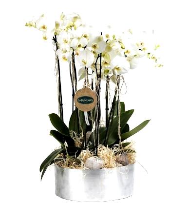 10 Dal Beyaz Orkide