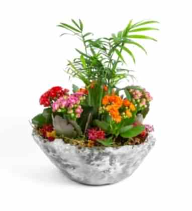 Chamaedorea ve Kalanchoe