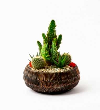 Saksıda Kaktüs Aranjman