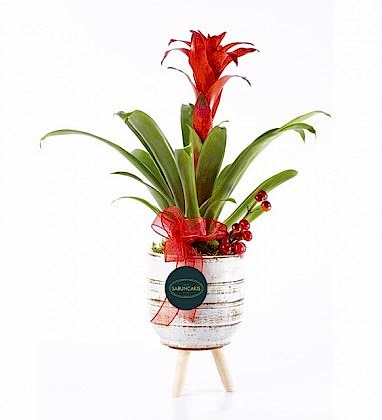 Özel Vazoda Guzmanya 