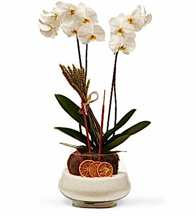 Sabuncakis Serisi Beyaz Orkide