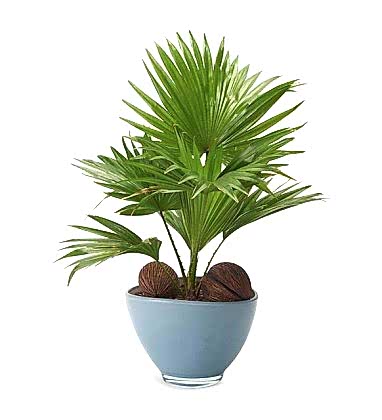 Livistona Salon Bitkisi 