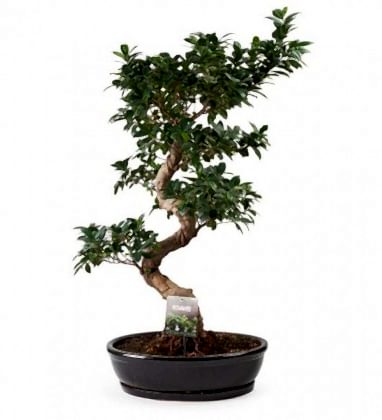 Dekoratif Ficus Bonsai Ağacı 120cm