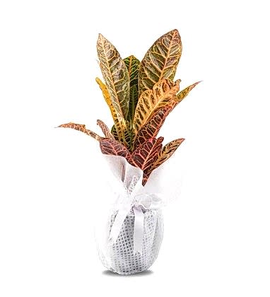 Kraton Saksı Bitkisi