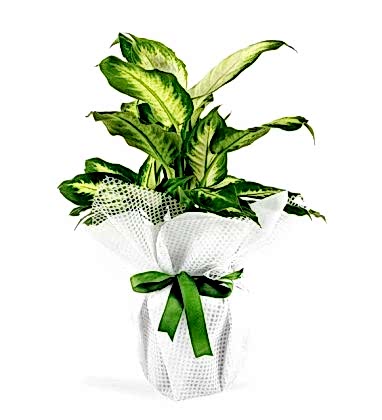 Dieffenbachia Saksı Çiçeği