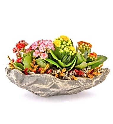 Kalanchoe Tasarımı