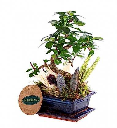 Sabuncakis Bonsai 