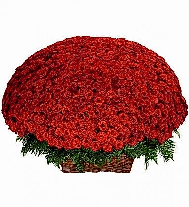 Kırmızı 1001 Gül