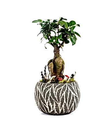 Ficus Ginseng Bonsai