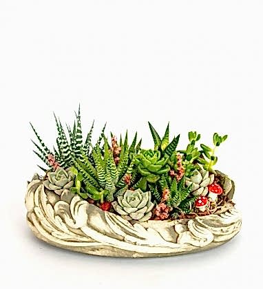 Sabuncakis Sukulent Tasarım