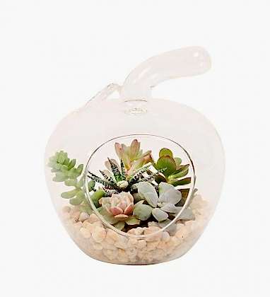 Elma Vazo da Succulent Tasarımı