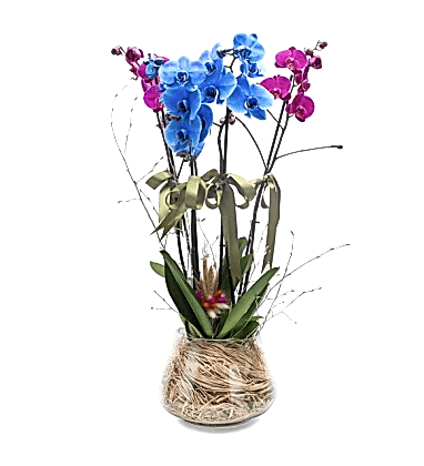 Camda Mavi Pembe Saksı Orkideler