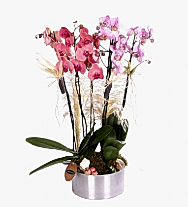 Renkli Premium Orkideler
