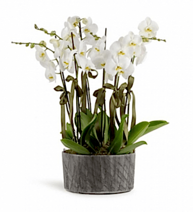 6 Dal Beyaz Orkide