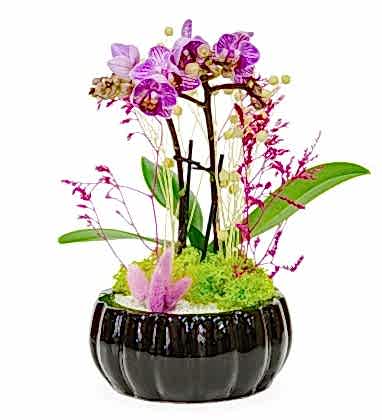 Siyah Seramik Saksıda Mor Orkide