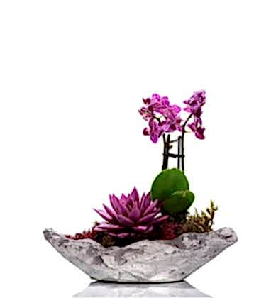 Kayık Saksıda Orkide ve Sukulent Bahçesi