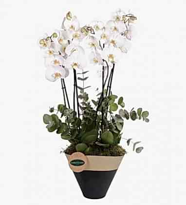 Luxury Orkideler