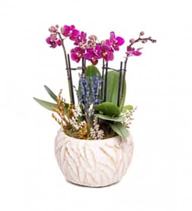 Masal Mini Mor Orkide