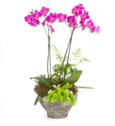 Mor Orkide Ve Sukulent