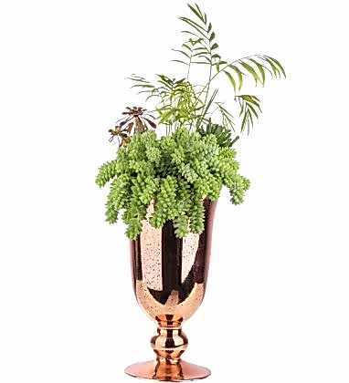 Sabuncakis Özel Sukulent Aranjmanı