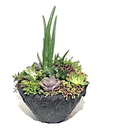 Alovera Ve Sukulent Tasarım