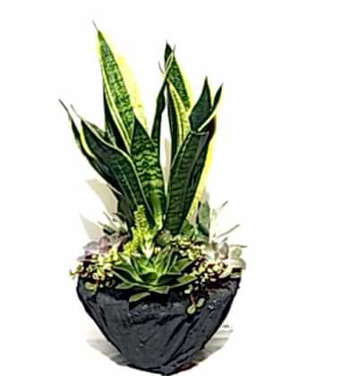 Sanseverya Sukulent Bahçe