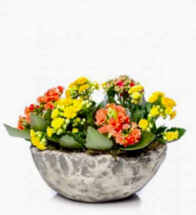 Renkli Kalonche Tasarımı