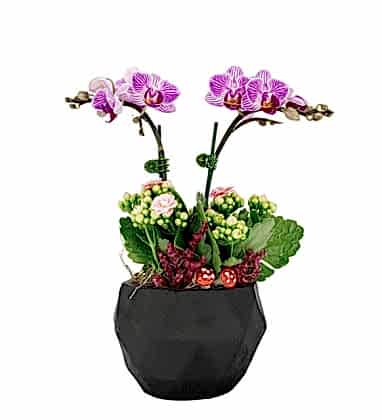 Büyük Aşk Mini Orkide Kalonche