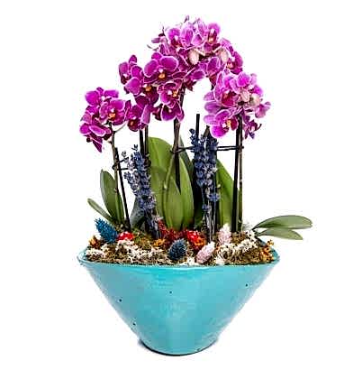 Canna Tipi Mini Orkide Tasarım