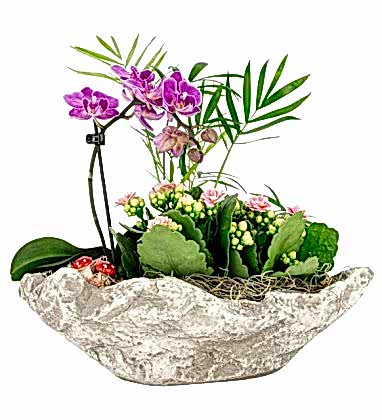 Orkide-Kalanşo ve Kamadora Tasarım