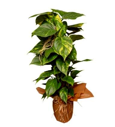 Potos Sopalı 100 cm