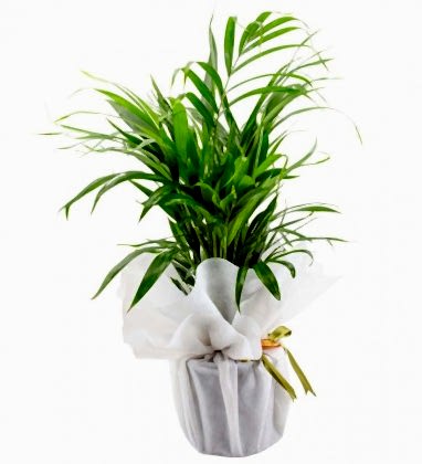 Dağ Palmiyesi - Chamaedorea