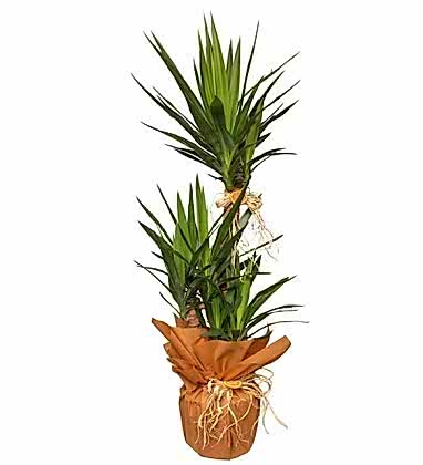 Yucca 3 Köklü
