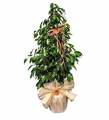 Ficus Benjamin 105 cm