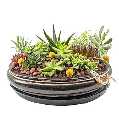 Sukulent ve Kaktüs Bahçesi