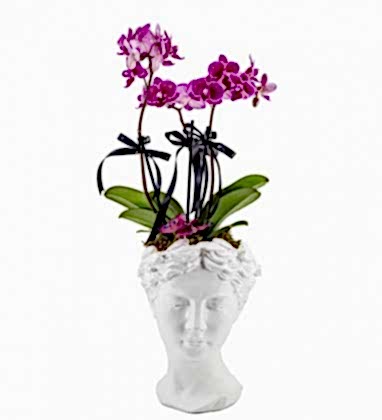 Heleni Orkide Tasarımı