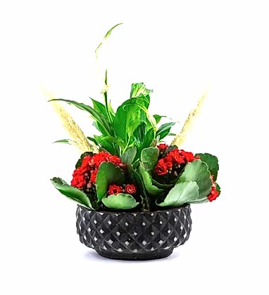 Chamadora ve Kalanchoeler