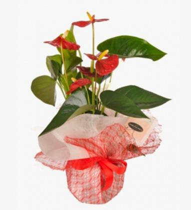 Saksı Antoryum Bitkisi