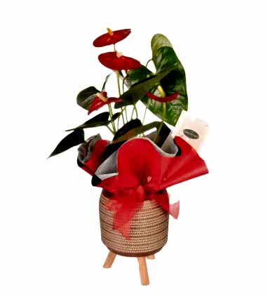 Özel Vazoda Antoryum