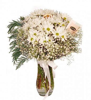 White Beyaz Papatyalar