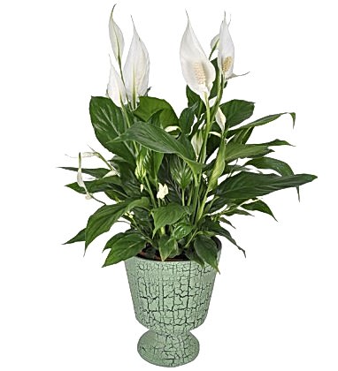 Barış Çiçeği Spatiflyum