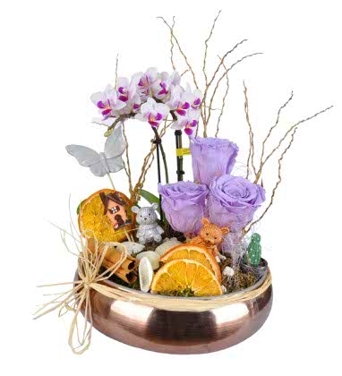 Breezy Dutch Premium