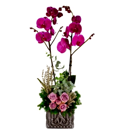 Feelings Çift Dal Mor Orkide