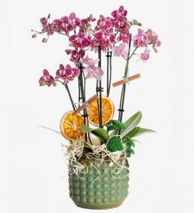 Spotted Purple Orchid