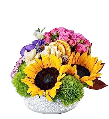 Fresh Pink Sunflower 