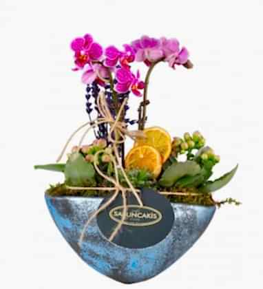 Cruse Kalonche Orkide