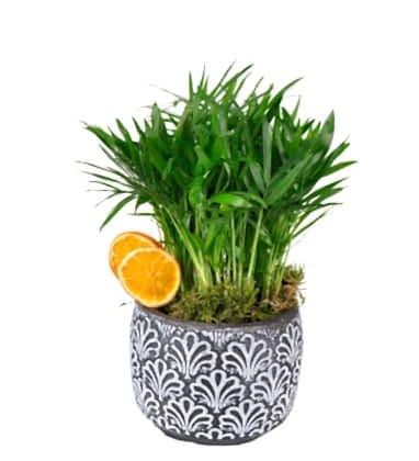 Desenli Seramikte Palms