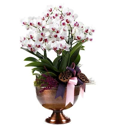 Deluxe White Orchid