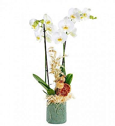 Vazoda Beyaz Çift Dal Orkide 