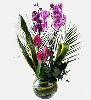 Fanusta Premium Mor Orkide